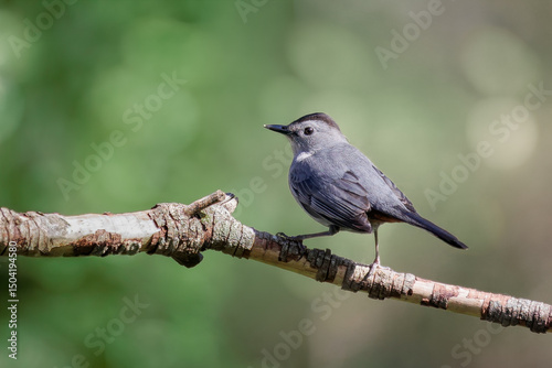 Gray catbird photo