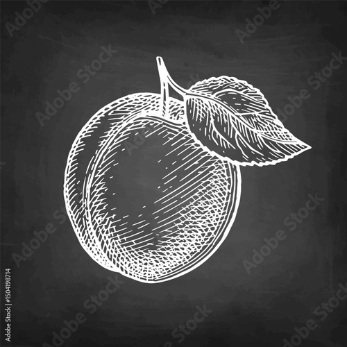 Apricot chalk sketch.