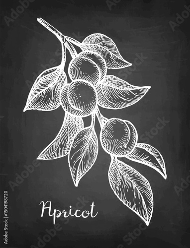 Apricot branch chalk sketch.