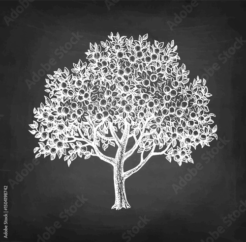 Apricot tree chalk sketch.