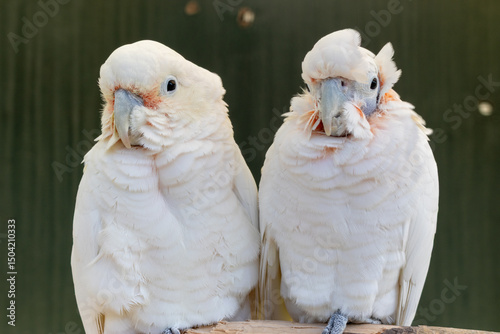 two white parrots