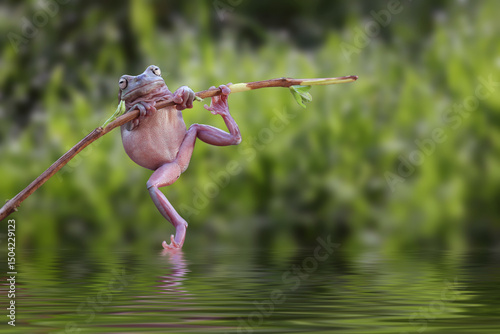Frogs fly on a branch photo