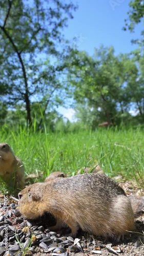 Cute Europen ground squirrel in natural environment close up. Spermophilus citellus, wild europen suslik sitting on  grassy field and eating sunflower seeds