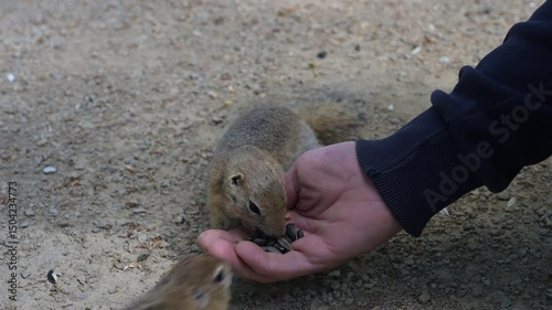 Cute Europen ground squirrel in natural environment close up. Spermophilus citellus, wild europen suslik sitting on  grassy field and eating sunflower seeds