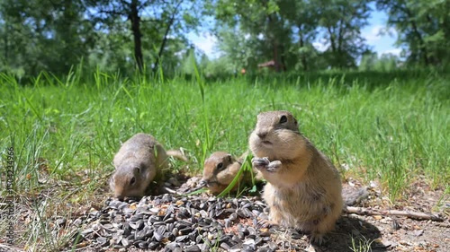 Cute Europen ground squirrel in natural environment close up. Spermophilus citellus, wild europen suslik sitting on  grassy field and eating sunflower seeds