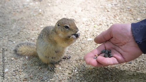 Cute Europen ground squirrel in natural environment close up. Spermophilus citellus, wild europen suslik sitting on  grassy field and eating sunflower seeds