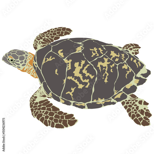 HAWKSBILL SEA TURTLE (Eretmochelys imbricata)Sea turtle illustration collection (vector illustration)