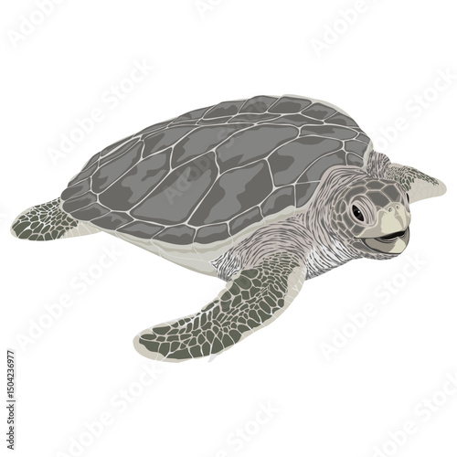 FLATBACK SEA TURTLE (Natator depressus). Sea turtle illustration collection (vector illustration)