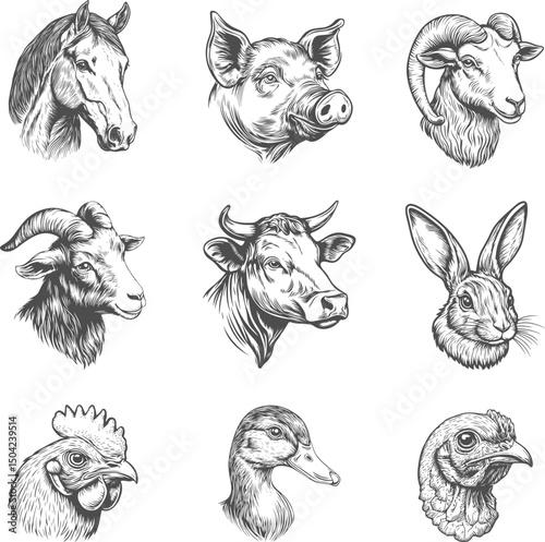 Set illustrations of farm animals isolated on transparent background. Vector graphics