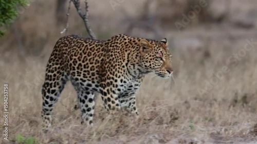 A leopardess walking into the bushes