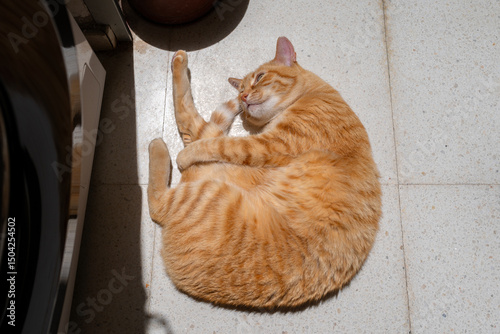 brown tabby cat with green eyes streching on the floor under the sun