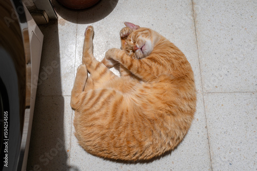 brown tabby cat with green eyes streching on the floor under the sun