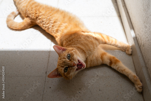 brown tabby cat with green eyes streching on the floor