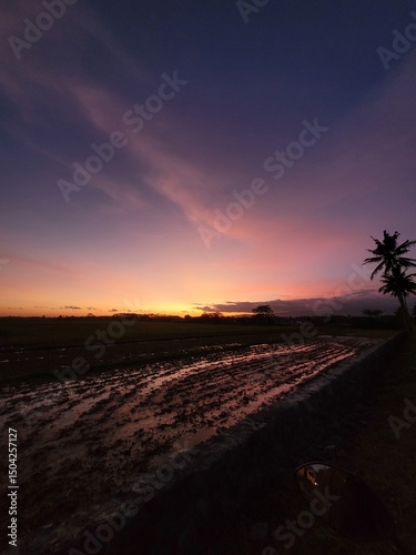Fotografie Sunset in the ricefield with orange and silhouette
