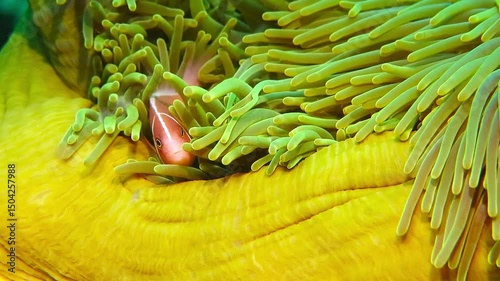 Tropical reef fish in the yellow green anemone. Detail of the anemone fish. Scuba diving with orange skunk clownfish (Amphiprion Sandaricinos). Vivid tropical marine life, scuba diving trip