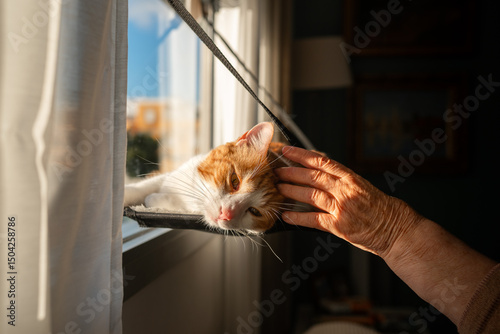 Brown and white cat lying on a hammock by the window enjoys the caresses of a senior human hand