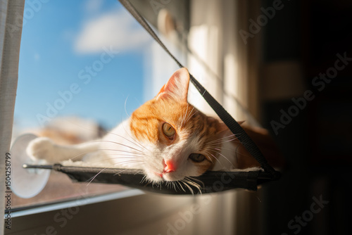 Brown and white cat with yellow eyes lying on a hammock by the window. close up
