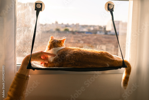  A Senior human hand plays with a Brown and white cat lying on a hammock by the window 