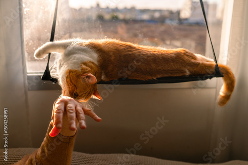  A Senior human hand plays with a Brown and white cat lying on a hammock by the window 
