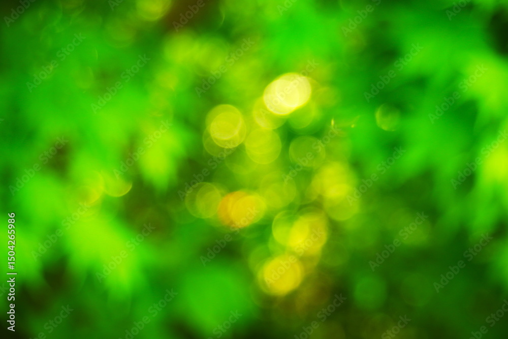 Obraz premium 新緑と光をぼかした緑の背景素材