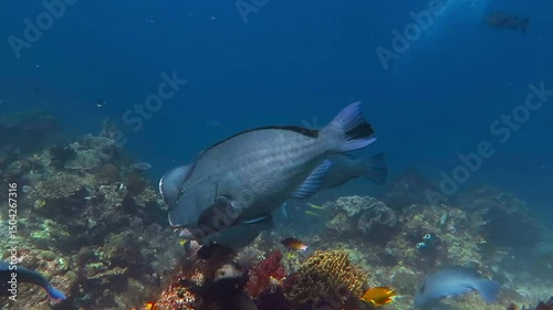 School of fish (Green humphead parrotfish) and coral reef. Underwater video with swimming big fish (Humhead - Bolbometopon muricatum) and corals. Scuba diving with marine wildlife. photo