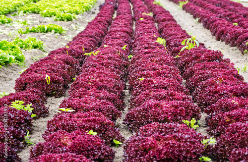 Vibrant rows of lollo rosso lettuce in a field