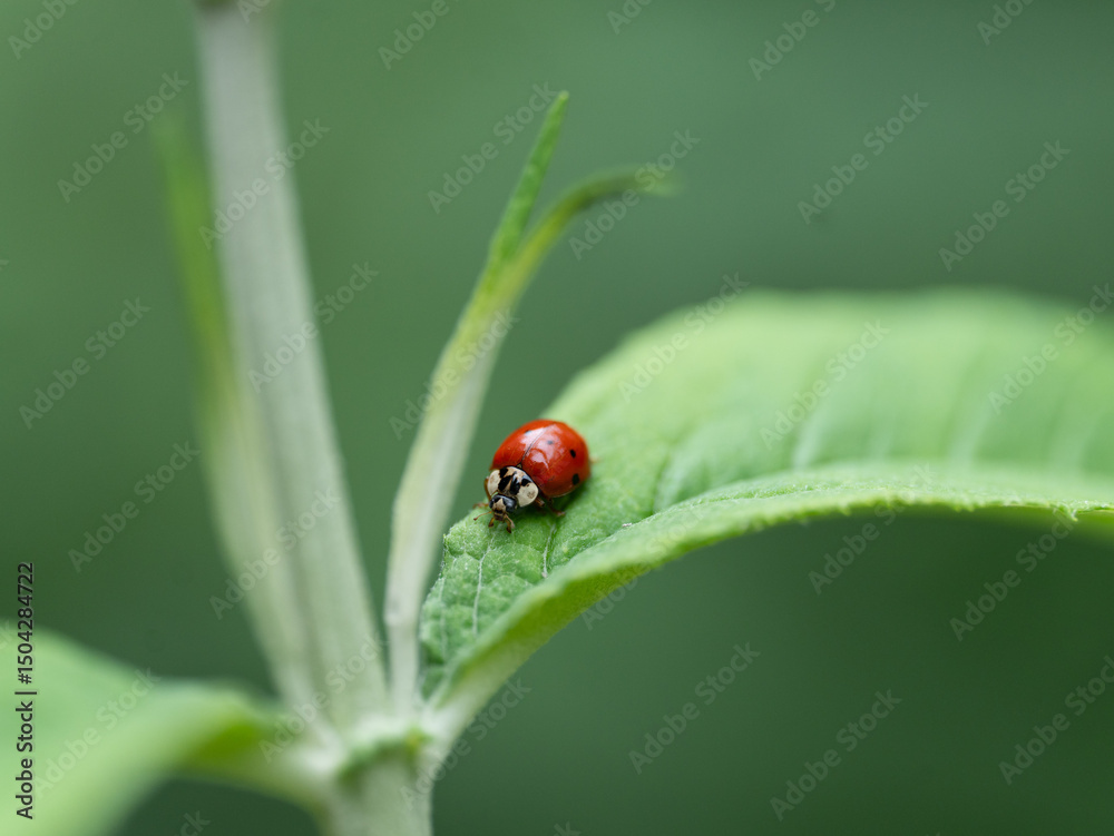 Coccinelle Coccinelle