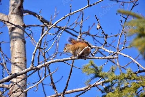 Squirrel on a tree
