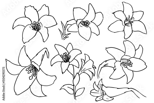 シンプルなゆりの花のイラスト素材　ベクター