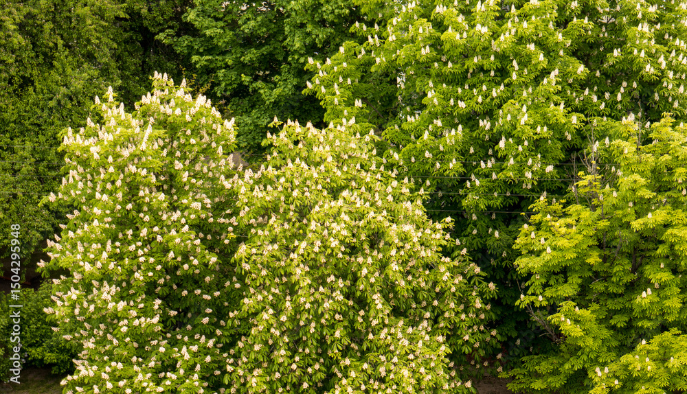 Naklejka premium Leafs background.