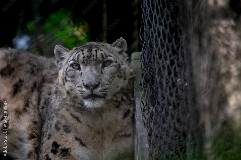 Obraz premium Close-Up of Snow Leopard in Darjeeling Zoo Enclosure