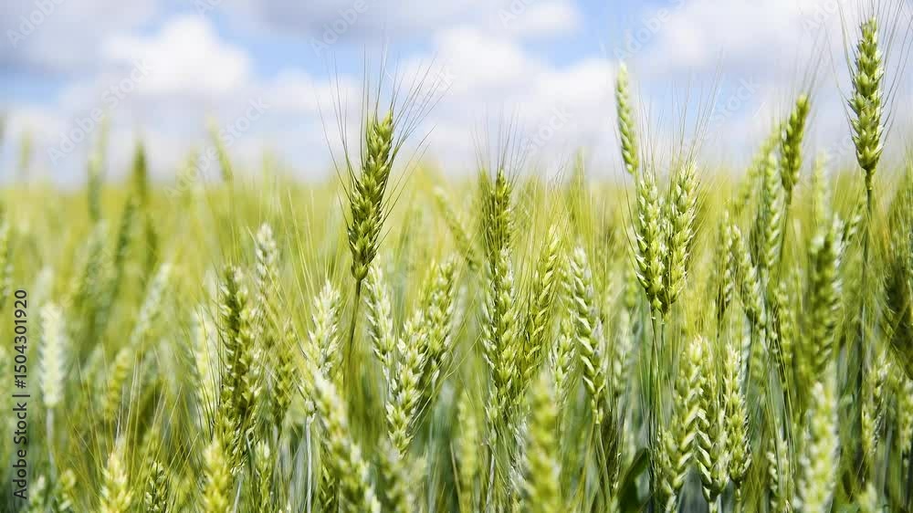 Field of wheat on a summer day Field of wheat on a summer day