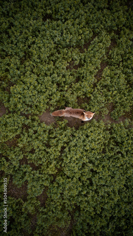 Obraz premium Drone fox