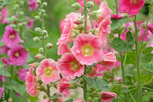 Pink Alcea rosea, or hollyhock, in flower.