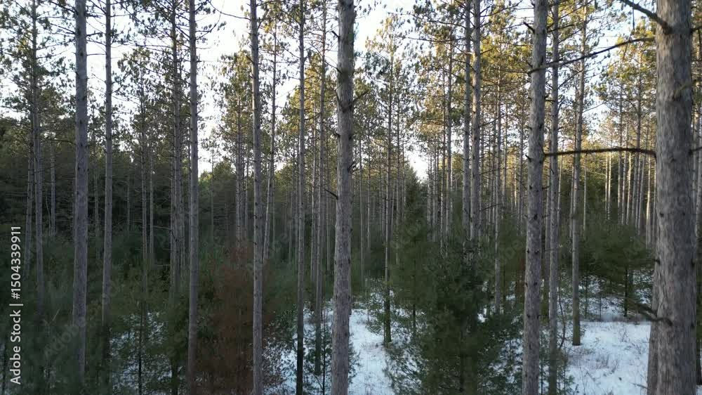 Vertical travelling in a snow-covered pine forest at sunset - Travelling vertical dans une forêt de pins enneigée au coucher de soleil