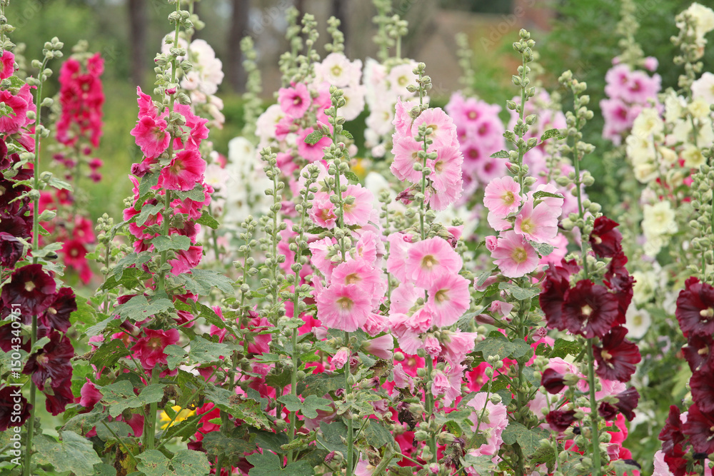 Obraz premium Pink Alcea rosea, or hollyhock, in flower.