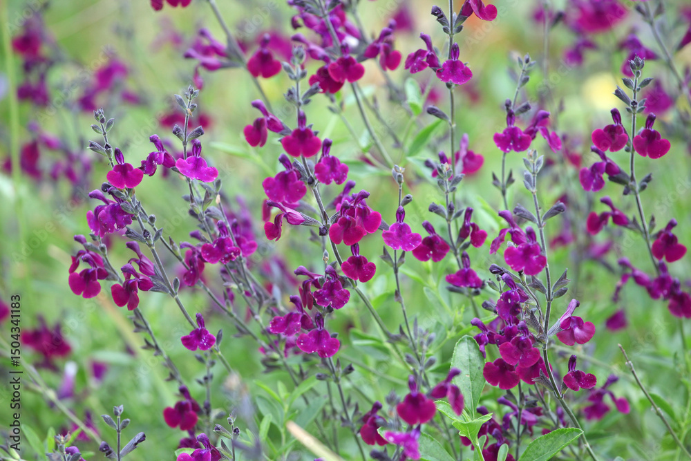 Fototapeta premium Deep purple Salvia sage ‘Nachtvlinder’ in flower.