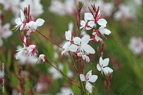 White Oenothera lindheimeri, or gaura ‘Whirling Butterflies’ in flower..