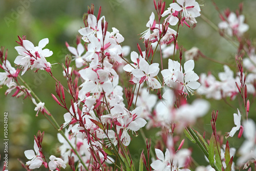 White Oenothera lindheimeri, or gaura ‘Whirling Butterflies’ in flower..