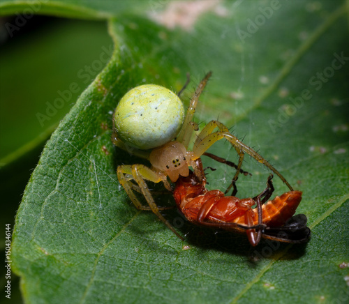 cucumber spider or green orb spider Araniella web red soldier bug photo