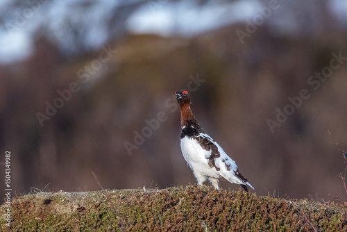 Ptarmigan