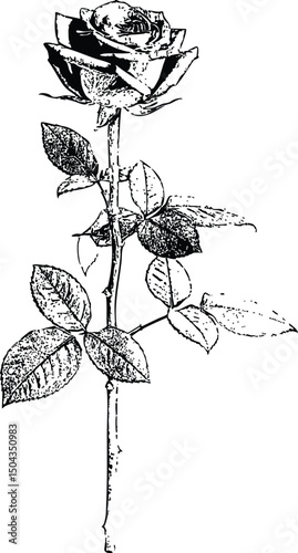 Monochrome rose illustration in stamp print style — elegant stem and textured leaves for botanical art. The thin stem connects variously sized leaves, adding depth.