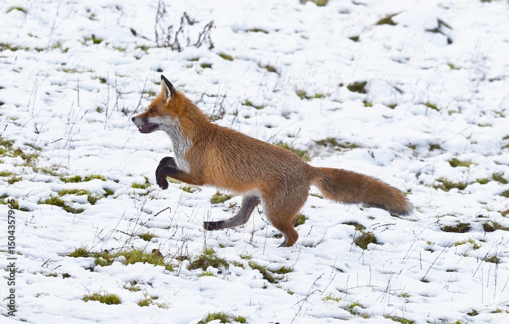 Obraz premium A fox running in snow.
