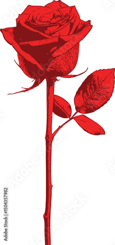 Elegant red rose with long stem and delicate leaves — a graceful symbol of beauty, fragility, and timeless charm. The long, slender stem supports a few delicate leaves. 