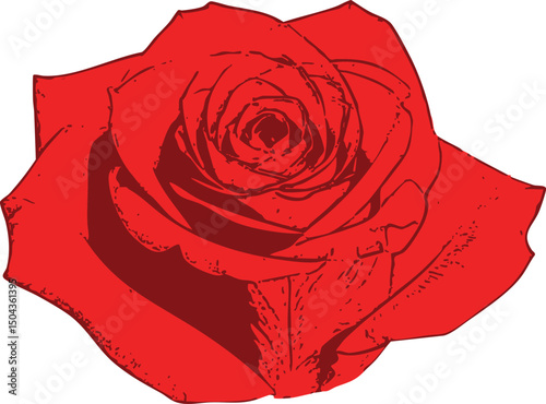 Detailed red rose bloom with no leaves  a graphic representation of purity and emotion, ideal for logos and decorative use.  The flower's petals are intricately outlined and shaded.