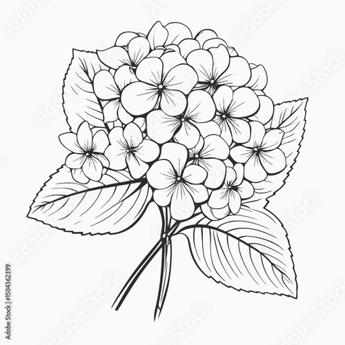 Hydrangea flower floral blossom bloom petal leaf botanical drawing outline vector illustration line art sketch silhouette