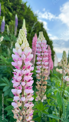 Close-up of blooming pink and white lupine flowers in a garden with a blurred background and blue sky. 