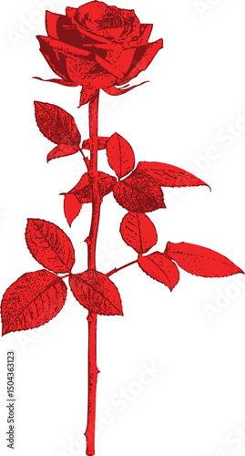 Minimalist vector red rose — outlined and colored simply for clean compositions, suitable for posters, cards, and digital design.  The rose features detailed petals, a slender stem.