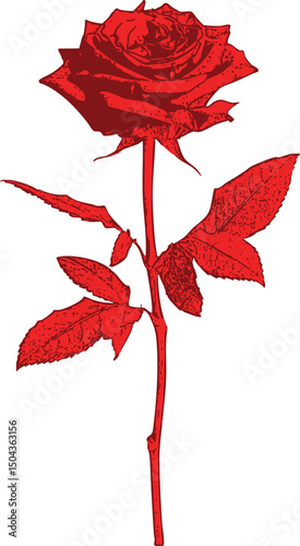 Vector illustration of a red rosebud with stem and leaves — a classic and romantic image evoking elegance and love. Attached to a slender, thornless stem, it features several elongated leaves.
