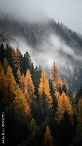 Misty Mountains Reveal Vibrant Autumn Foliage in a Serene Forest Landscape